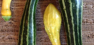 Italian striped zucchini and yellow crook neck squash