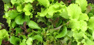 growing salad greens