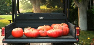pumpkins in jeep