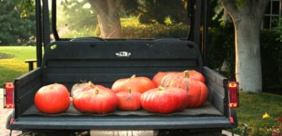 pumpkins in jeep smaller