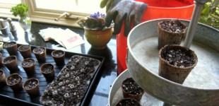 seedlings in kitchen