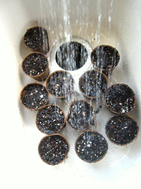 seedlings in the sink