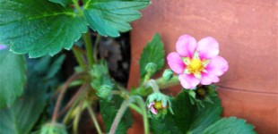 strawberries with pink flower