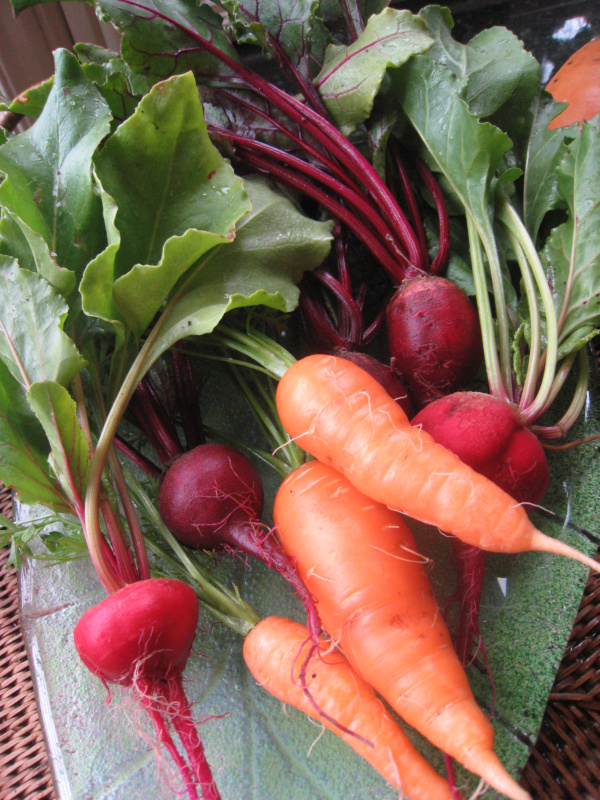 carrots and beets