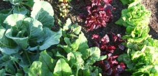lettuce garden