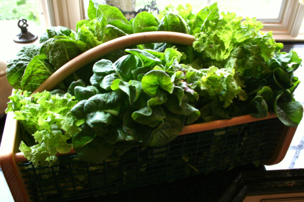 lettuces in basket