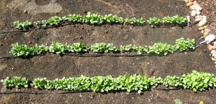 radish seedlings