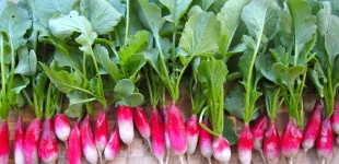 row of radishes