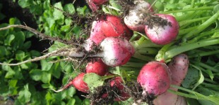 radishes, planting seedlings, eggshells 5-18-11 053